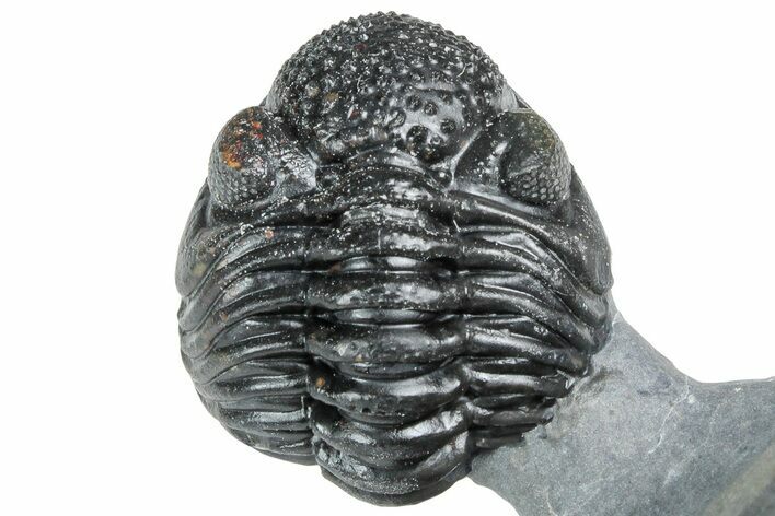 Enrolled Morocops Trilobite - Morocco #233257